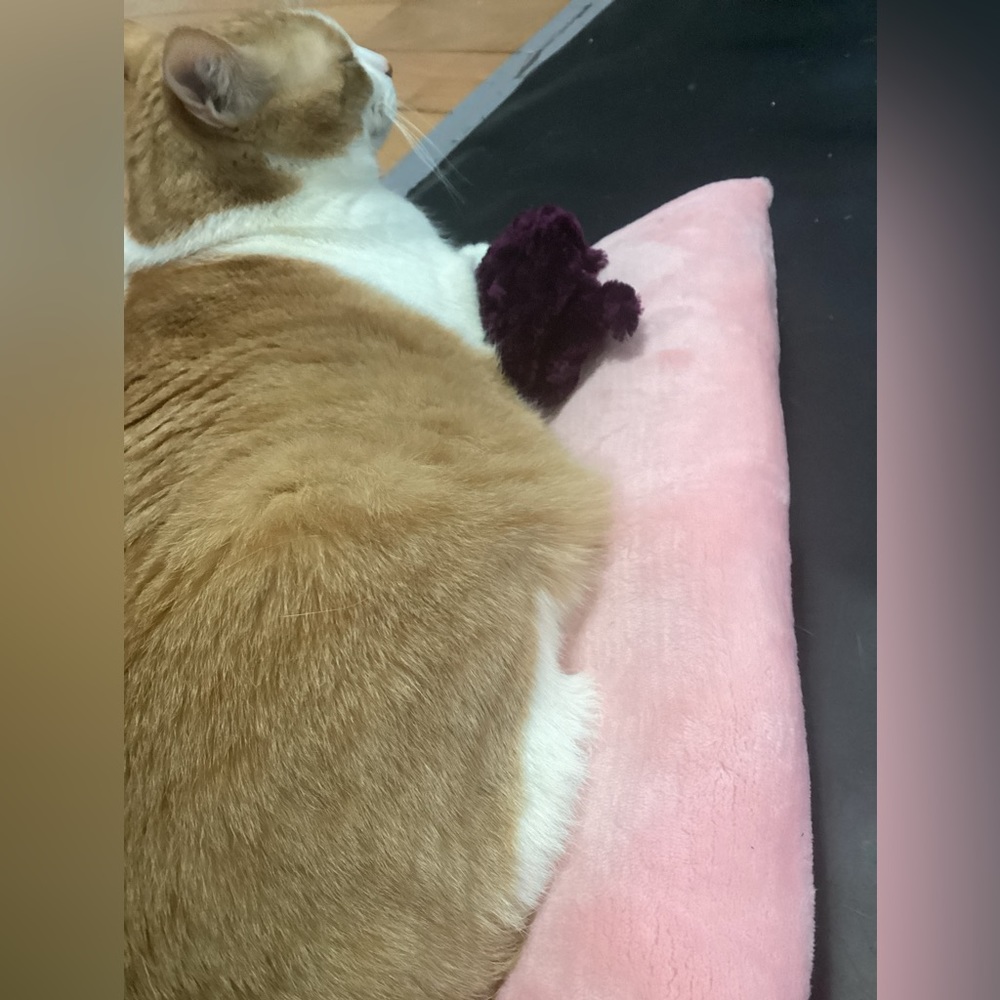 Bunny/Cat/Dog Pillow